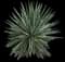 Sisal Agave — design image 2