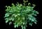 Chinese Peony — design image 12