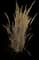 Feather Reed Grass — design image 8
