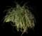 Creeping Lily Turf — design image 6