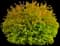 Arborvitae Fire Chief™ — design image 1