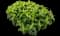 Bee Balm — design image 1