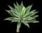 Variegated Fox Tail Agave — design image 2