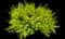 Abelia SUNTASTIC® Peach — design image 1