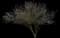 Honey Mesquite — design image 1