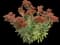 Showy stonecrop — design image 15