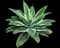 Variegated Fox Tail Agave — design image 6