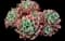 Mexican snowball — design image 1