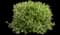 Ivory Halo® Variegated Dogwood — design image 5