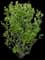 Aronia Black Chokeberry — design image 1