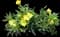 Silver Blade® Evening Primrose — design image 1