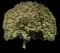 Variegated Weeping Fig — design image 1