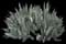 Beavertail Cactus — design image 3
