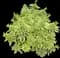 Ascot Rainbow Spurge — design image 2
