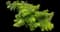 Ming Aralia — design image 3