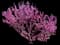 Don Egolf Redbud Tree — design image 1