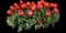 Tulip 'Powerhouse Triumph' — design image 1