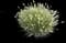 African Fountain Grass — design image 1