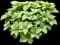 Japanese Spurge Groundcover — design image 7