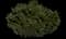Cherry Laurel Shrub — design image 2