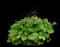 Primo® 'Pretty Pistachio' Coral Bells — design image 1