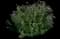 Japanese Spiraea — design image 9