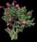 Tropical Hibiscus Tree — design image 13