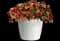 Double The Heat 25 Trixi® Calibrachoa — design image 2