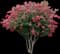 Tuscarora Crape Myrtle — design image 1
