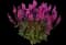 Woodland Sage — design image 18