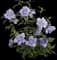 Rose of Sharon — design image 2