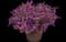 Enchantia Purple Cuphea — design image 2