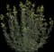 Marsh Spurge Plant — design image 1