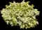 Pieris Mountain Snow™ — design image 1