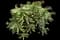 Ascot Rainbow Spurge — design image 1