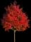 Flashfire® Maple Tree — design image 1