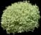 Ivory Halo® Variegated Dogwood — design image 7
