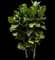 Fiddle-Leaf Fig Tree — design image 1