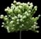 Limelight Panicle Hydrangea — design image 2