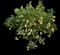 Eureka Lemon Tree — design image 1