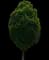 Japanese Zelkova Trees — design image 1