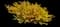 Forsythia Shrub — design image 4