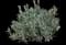 English Lavender — design image 17