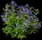 Minigold Beekeeper™ Bluebeard — design image 1