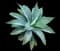 Fox Tail Agave — design image 9