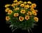 Solanna™ Sunset Bright Coreopsis grandiflora — design image 1