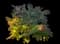 Flame Thrower® Redbud Tree — design image 1