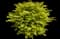 Cole's Compact Burning Bush — design image 6