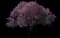 Newport Flowering Plum — design image 1