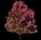 October Glory Red Maple Tree — design image 2